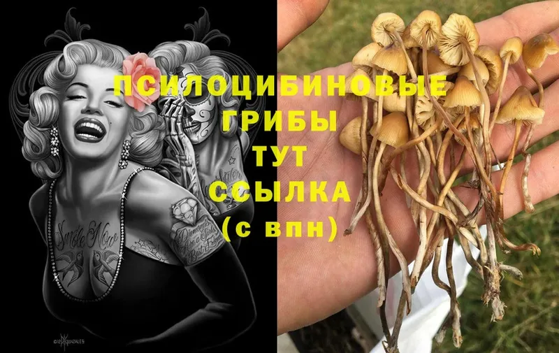 Псилоцибиновые грибы GOLDEN TEACHER  закладка  Всеволожск 